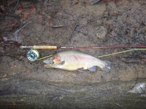 Feb wide bow