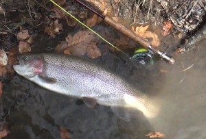 opening day